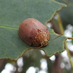 Paropsis atomaria (Eucalyptus leaf beetle) at Lions Youth Haven - Westwood Farm A.C.T. - 24 Feb 2022 by HelenCross