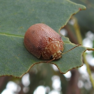 Paropsis atomaria at Stromlo, ACT - suppressed