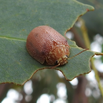 Paropsis atomaria (Eucalyptus leaf beetle) at Lions Youth Haven - Westwood Farm A.C.T. - 24 Feb 2022 by HelenCross