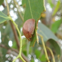 Paropsis atomaria at Stromlo, ACT - suppressed