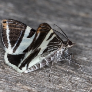 Phrataria bijugata at Melba, ACT - 30 Dec 2021 10:51 PM