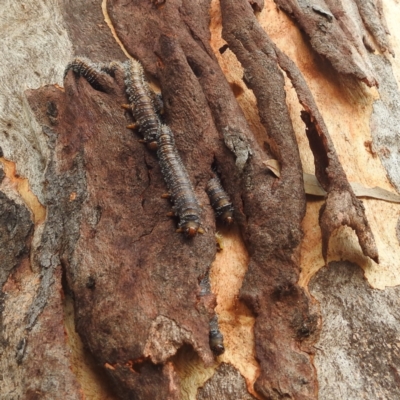 Perginae sp. (subfamily) (Unidentified pergine sawfly) at Stromlo, ACT - 24 Feb 2022 by HelenCross