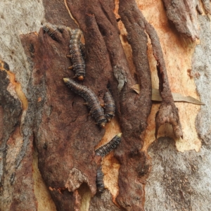 Perginae sp. (subfamily) at Stromlo, ACT - 24 Feb 2022 12:19 PM