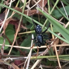 Zodariidae (family) (Ant spider or Spotted ground spider) at Jagungal Wilderness, NSW - 15 Feb 2022 by Pirom