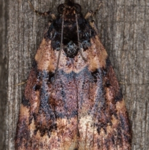 Araeopaschia undescribed spANIC19 at Melba, ACT - 30 Dec 2021 10:49 PM