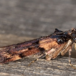 Araeopaschia undescribed spANIC19 at Melba, ACT - 30 Dec 2021