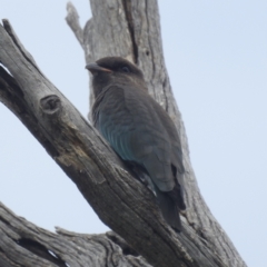Eurystomus orientalis (Dollarbird) at Lions Youth Haven - Westwood Farm A.C.T. - 24 Feb 2022 by HelenCross