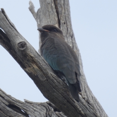 Eurystomus orientalis (Dollarbird) at Lions Youth Haven - Westwood Farm A.C.T. - 24 Feb 2022 by HelenCross