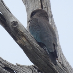 Eurystomus orientalis at Stromlo, ACT - 24 Feb 2022