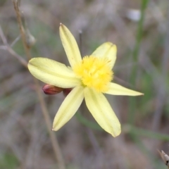 Tricoryne elatior (Yellow Rush Lily) at Bevendale, NSW - 19 Feb 2022 by drakes