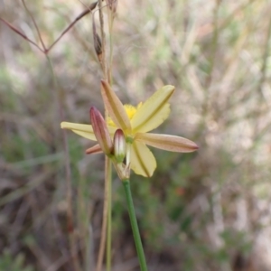 Tricoryne elatior at Bevendale, NSW - 19 Feb 2022