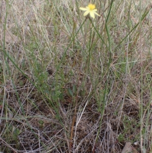 Tricoryne elatior at Bevendale, NSW - 19 Feb 2022