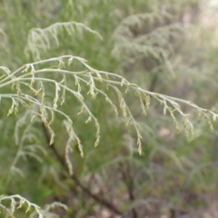 Cassinia sifton (Sifton Bush, Chinese Shrub) at Bevendale, NSW - 19 Feb 2022 by drakes