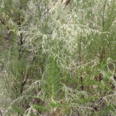 Cassinia sifton at Bevendale, NSW - 19 Feb 2022 02:35 PM
