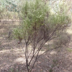 Cassinia sifton at Bevendale, NSW - 19 Feb 2022