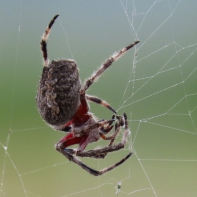 Socca pustulosa (Knobbled Orbweaver) at Lake Burley Griffin West - 24 Feb 2022 by RodDeb