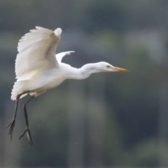 Bubulcus coromandus (Eastern Cattle Egret) at Fyshwick, ACT - 24 Feb 2022 by RodDeb