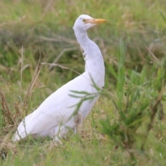 Bubulcus coromandus at Fyshwick, ACT - 24 Feb 2022