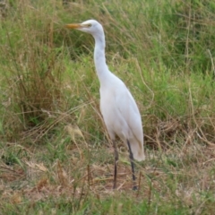 Bubulcus coromandus at Fyshwick, ACT - 24 Feb 2022