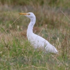 Bubulcus coromandus at Fyshwick, ACT - 24 Feb 2022