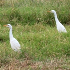 Bubulcus coromandus at Fyshwick, ACT - 24 Feb 2022