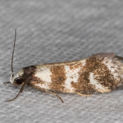 Isomoralla gephyrota (A Concealer moth) at Melba, ACT - 30 Dec 2021 by kasiaaus