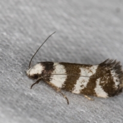 Isomoralla eriscota (A concealer moth) at Melba, ACT - 30 Dec 2021 by kasiaaus