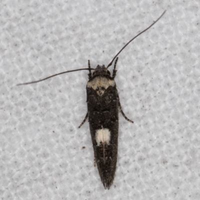 Leptozestis and Trachydora (genera) (A cosmet moth) at Melba, ACT - 30 Dec 2021 by kasiaaus