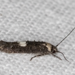 Leptozestis and Trachydora (genera) at Melba, ACT - 30 Dec 2021