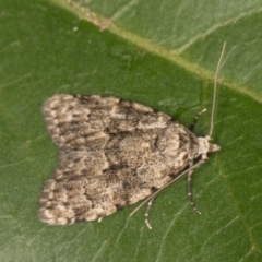 Nola tetralopha (A Nolid moth) at Melba, ACT - 31 Dec 2021 by kasiaaus