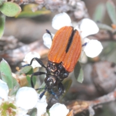 Castiarina nasuta (A jewel beetle) at Kosciuszko National Park - 20 Feb 2022 by Harrisi