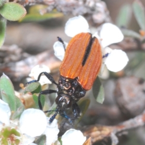 Castiarina nasuta at Jindabyne, NSW - 20 Feb 2022