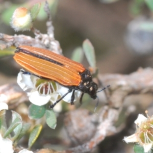 Castiarina nasuta at Jindabyne, NSW - 20 Feb 2022 01:30 PM