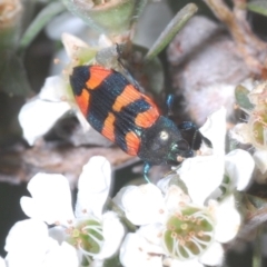 Castiarina kershawi (A jewel beetle) at Jindabyne, NSW - 20 Feb 2022 by Harrisi
