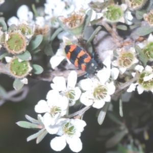 Castiarina kershawi at Jindabyne, NSW - 20 Feb 2022