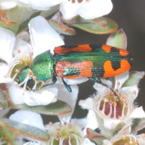 Castiarina scalaris at Jindabyne, NSW - 20 Feb 2022