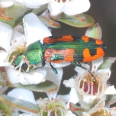 Castiarina scalaris (Scalaris jewel beetle) at Jindabyne, NSW - 20 Feb 2022 by Harrisi