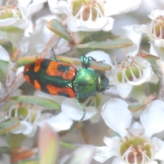 Castiarina scalaris at Jindabyne, NSW - 20 Feb 2022 01:42 PM