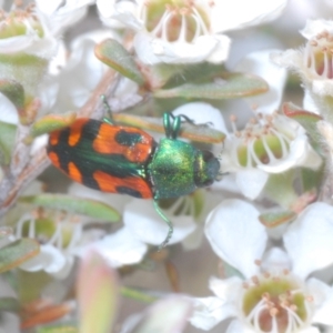 Castiarina scalaris at Jindabyne, NSW - 20 Feb 2022 01:42 PM