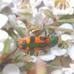 Castiarina scalaris at Jindabyne, NSW - 20 Feb 2022 01:42 PM