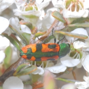 Castiarina scalaris at Jindabyne, NSW - 20 Feb 2022 01:42 PM