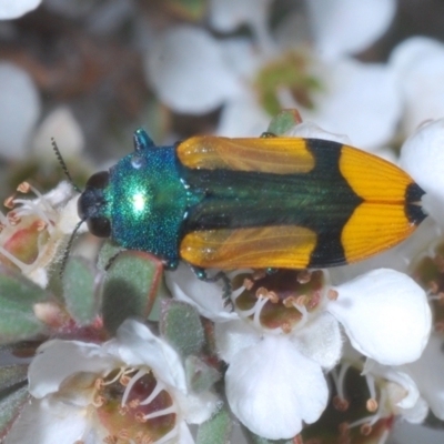 Castiarina skusei (A Jewel Beetle) at Jindabyne, NSW - 20 Feb 2022 by Harrisi