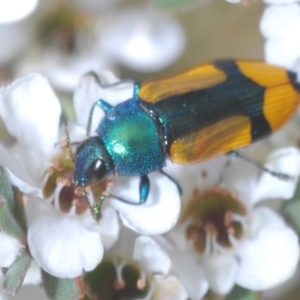 Castiarina skusei at Jindabyne, NSW - 20 Feb 2022