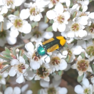 Castiarina skusei at Jindabyne, NSW - 20 Feb 2022