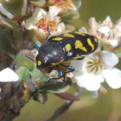 Castiarina octospilota (A Jewel Beetle) at Jindabyne, NSW - 20 Feb 2022 by Harrisi