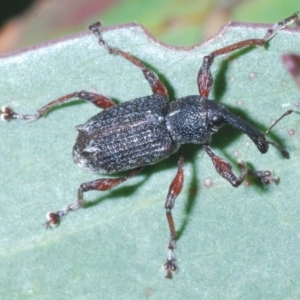 Aoplocnemis sp. (genus) at Crackenback, NSW - 20 Feb 2022