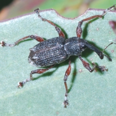 Aoplocnemis sp. (genus) (A weevil) at Crackenback, NSW - 19 Feb 2022 by Harrisi