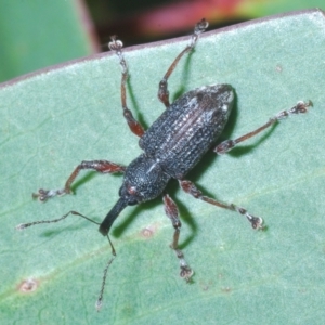 Aoplocnemis sp. (genus) at Crackenback, NSW - 20 Feb 2022