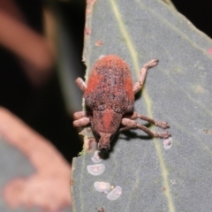 Gonipterus scutellatus at Fyshwick, ACT - 23 Feb 2022