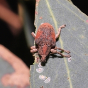 Gonipterus scutellatus at Fyshwick, ACT - 23 Feb 2022 11:12 AM